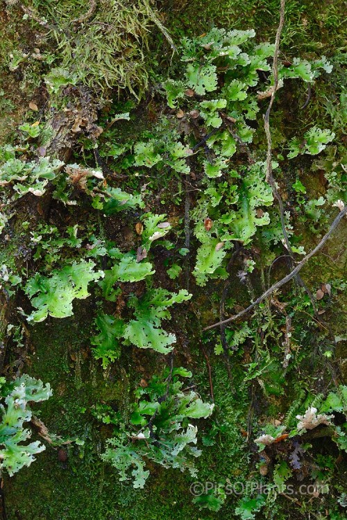 A large lichen of the genus Pseudocyphellaria, most likely <i>Pseudocephellaria homoeophylla</i> of the family. Order: Peltigerales, Family: Lobariaceae