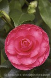 CFG8498.jpg 32404