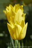 CFGbi77.jpg 81007