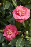 CFGcd02.jpg 83033