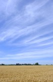 CFGdf06.jpg 85839