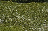 CFGfp43.jpg 92076