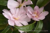 HPA2452.jpg 32473